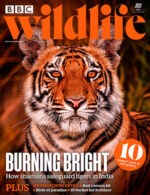 Magazine cover BBC Wildlife №8 volume 42 July 2024