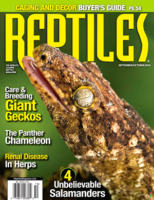 Reptiles September-October (2024)