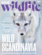 Magazine cover BBC Wildlife № January 2025