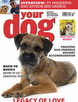 Your Dog February (2025)