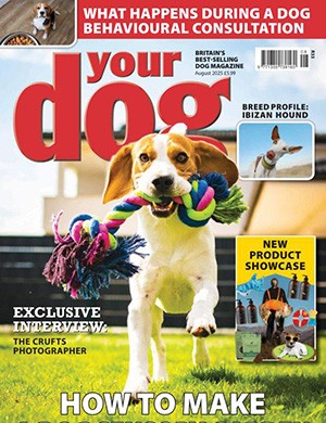 Your Dog August (2025)
